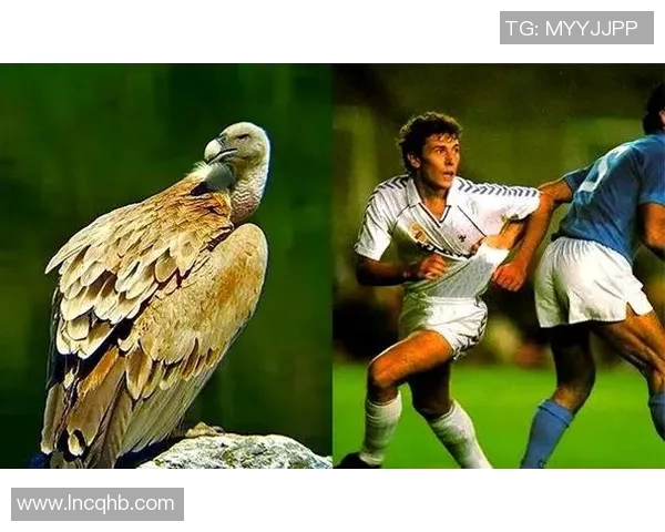 球场上的动物外号：那些因绰号而更加传奇的足球巨星们